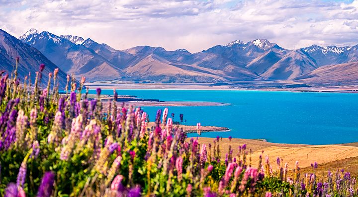 Lago turchese e montagne in Nuova Zelanda con fiori colorati in primo piano.