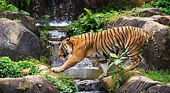 Una tigre attraversa un torrente.