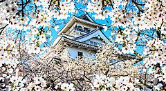 Castello di Nagahama a primavera.