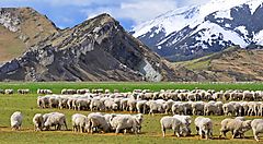Gregge di pecore al pascolo davanti a montagne innevate in Nuova Zelanda.