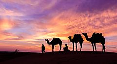 Dromedari al tramonto nel deserto dell'Oman.