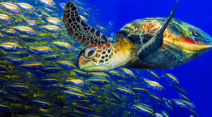 Tartaruga che nuota tra i pesci nelle acque dell'isola Sipadan.
