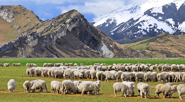 Gregge di pecore al pascolo davanti a montagne innevate in Nuova Zelanda.