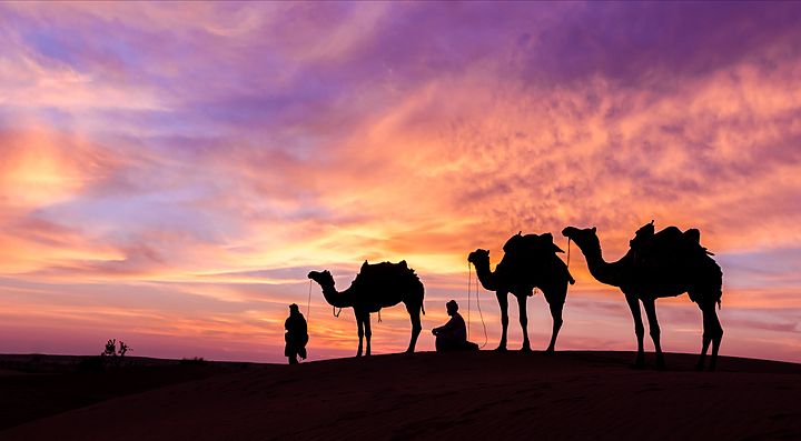 Dromedari al tramonto nel deserto dell'Oman.
