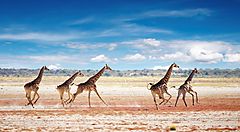 Giraffe corrono nel parco nazionale Etosha.