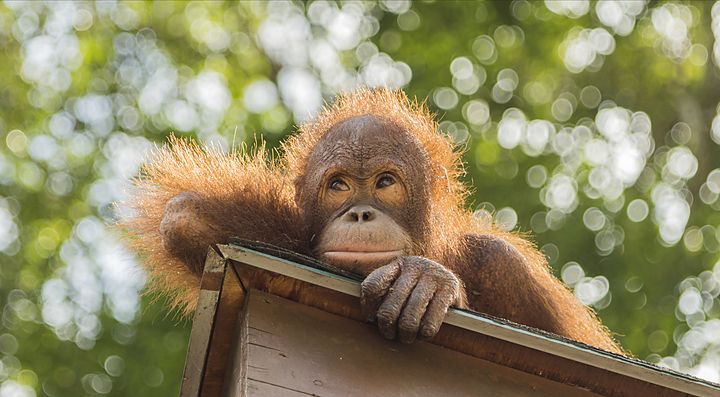 Orangutan su una struttura nel centro di riabilitazione di Sepilok.