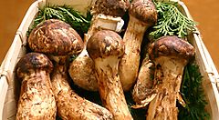 Scatola di pregiati funghi Matsutake.