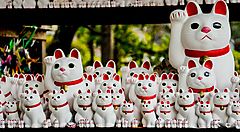 Statue di gatti portafortuna "maneki neko" al Tempio Gotokuji a Tokyo.
