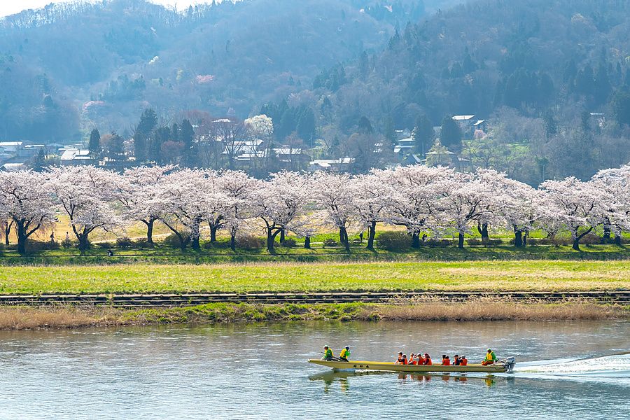 Una barca con turisti sul fiume Kitakami davanti a una distesa di alberi di ciliegio in fiore a Kitakami.