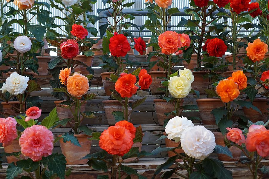 Una gradinata di vasi di terracotta con begonie colorate di bianco, rosso e arancio all'interno di una serra.