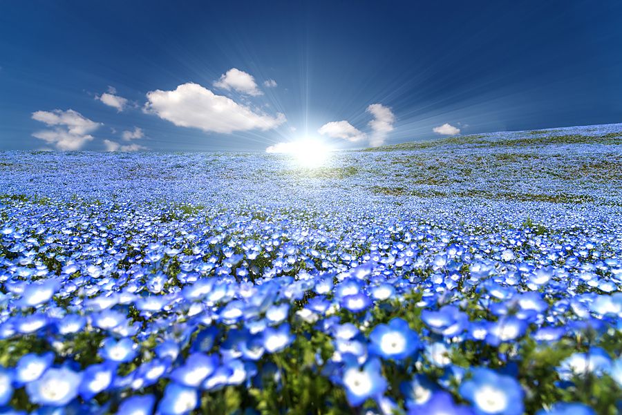Campo fiorito di nemophila blu su una collina col sole splendente che crea riflessi di luce nel cielo.