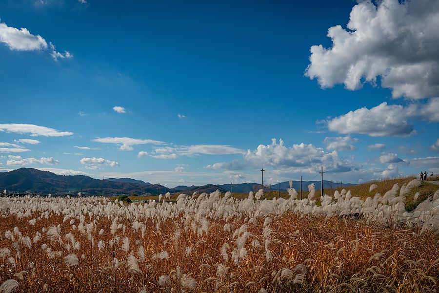 Campo di erba pampas dorata sotto un cielo blu con colline in background vicino a Torokko Kameoka Station, Giappone.