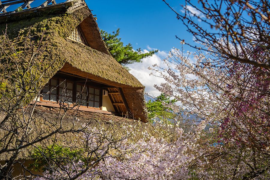 Una casa tradizionale giapponese con tetto di paglia circondata da alberi di ciliegio in fiore a Saiko Iyashi no Sato Nenba.