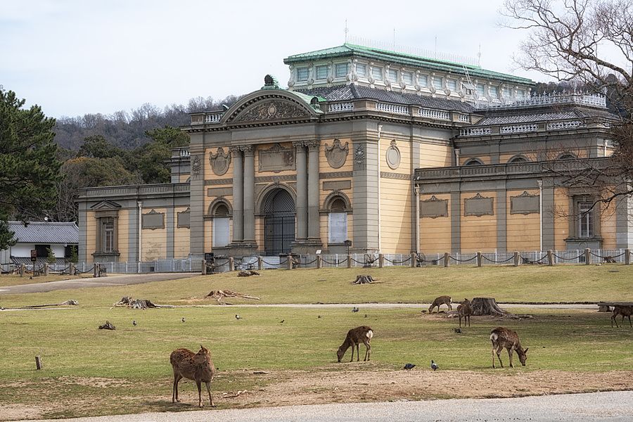 Cervi che pascolano in un prato davanti alla facciata del Nara National Museum in Giappone.