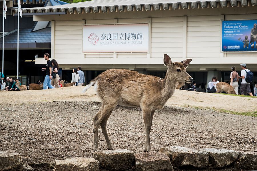 Un giovane cervo sika sta in piedi su un sentiero sterrato davanti all'ingresso del Nara National Museum in Giappone.