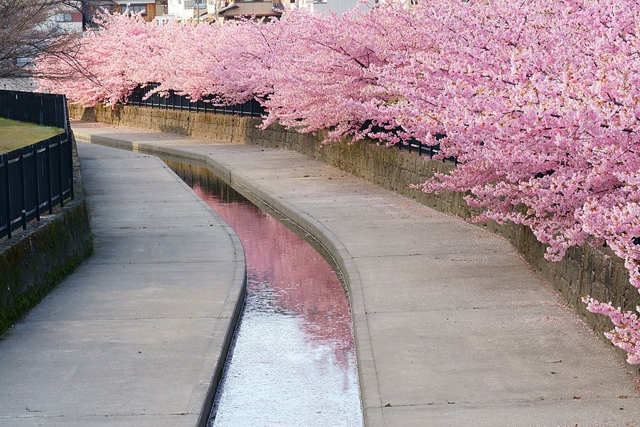 Ciliegi in fiore lungo un canale in cemento a Kyoto durante la primavera.