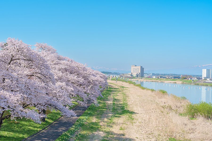 Ciliegi in fiore lungo il fiume Kitakami in Giappone con montagne innevate sullo sfondo in una giornata di sole.