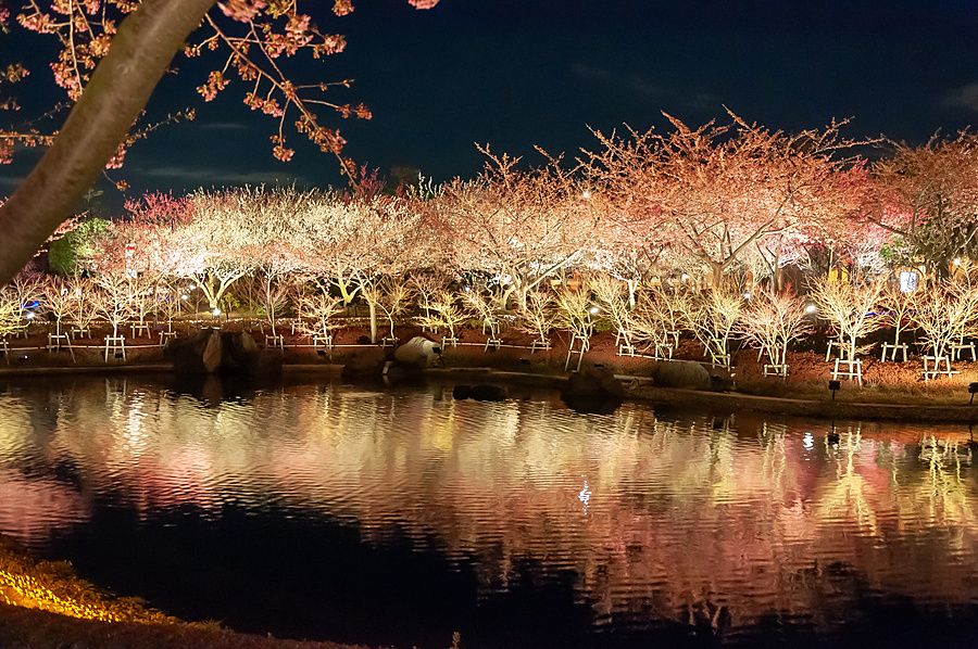Alberi di ciliegio in fiore illuminati di notte che si riflettono nello stagno a Nabana no Sato, Mie, Giappone.