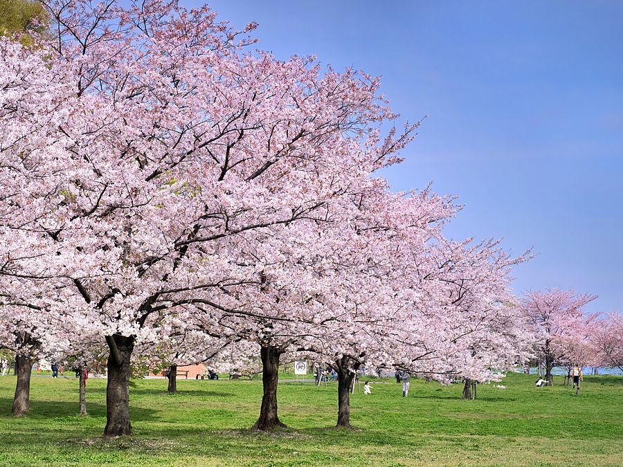 Ciliegi in fiore nel Toneri Park a Tokyo in una giornata di primavera dal cielo azzurro.
