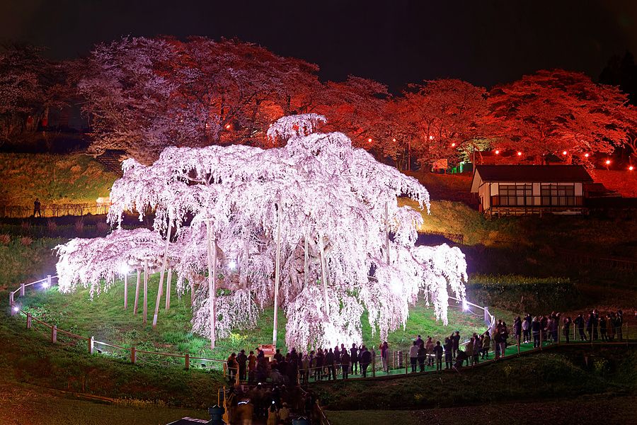 Ciliegio Miharu Takizakura illuminato di notte con visitatori in un prato a Koriyama, Giappone.