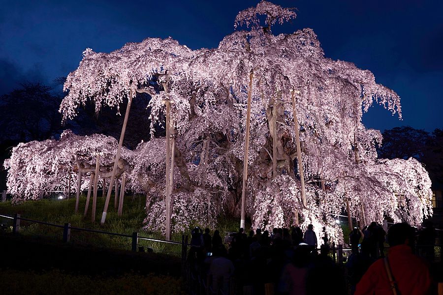 Veduta notturna del monumentale ciliegio Miharu Takizakura in fiore, circondato da turisti in un parco in Giappone.