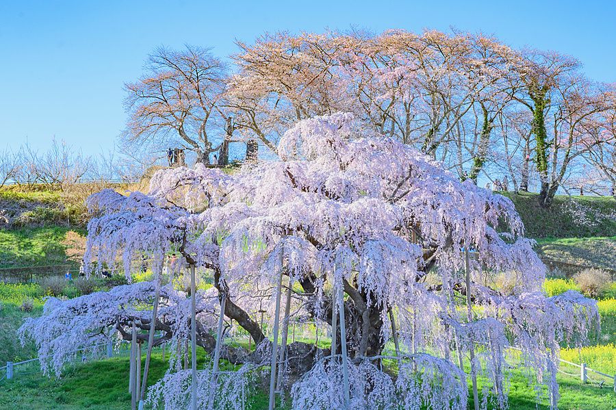 Antico ciliegio piangente in fiore a Miharu Takizakura, Giappone, circondato da erba verde e fiori gialli.
