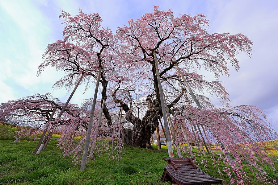 Antico ciliegio piangente Miharu Takizakura con fiori rosa supportato da pali di legno in un prato in Giappone.
