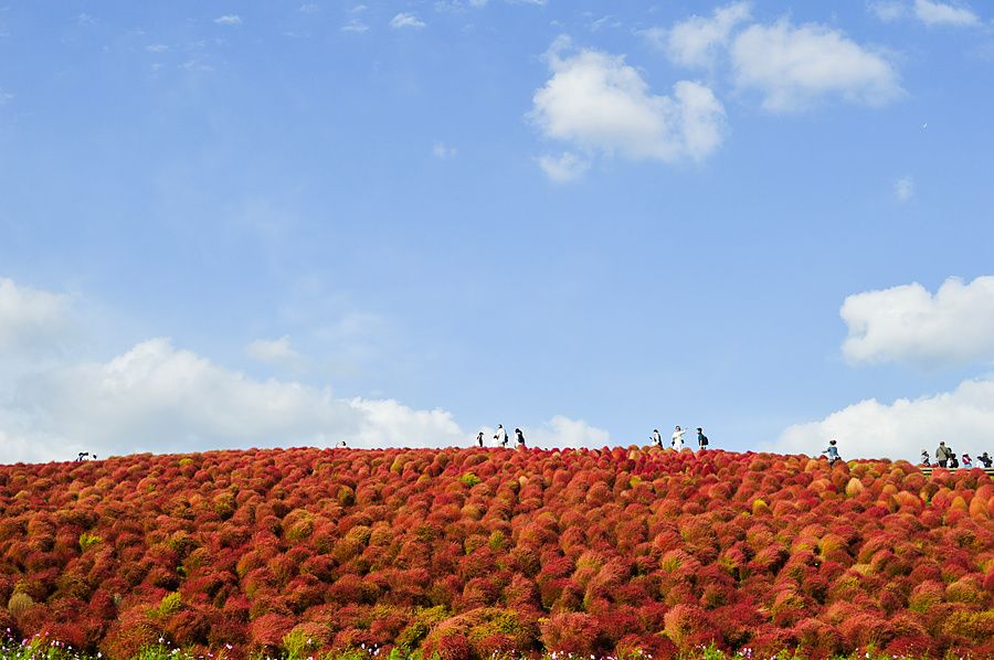 Collina coperta di piante kochia rosso autunnale con turisti in cima sotto un cielo azzurro.