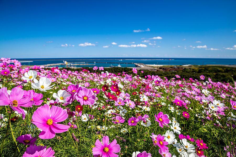 Campo di fiori di cosmos rosa e bianchi in primo piano con vista sul mare blu e sul cielo sereno all'Hitachi Seaside Park.