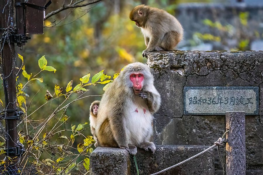 Una scimmia giapponese con un cucciolo sulla schiena siede su un blocco di pietra in un parco naturale.