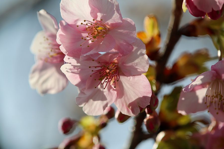 Dettaglio ravvicinato di fiori di ciliegio rosa che sbocciano su un ramo in una giornata soleggiata.