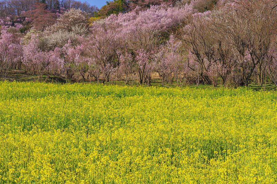 Campo di colza gialla in primo piano con alberi di ciliegio rosa e bianchi in fiore su una collina sullo sfondo.