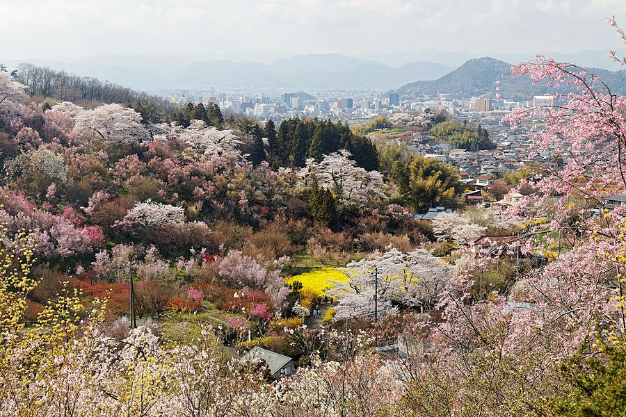 Panoramica primaverile di colline fiorite con ciliegi e fiori gialli che sovrastano la città di Fukushima in Giappone.