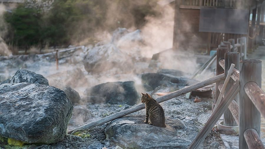 Gatto soriano seduto su una roccia in un campo geotermico con vapori vulcanici vicino a una staccionata in legno.