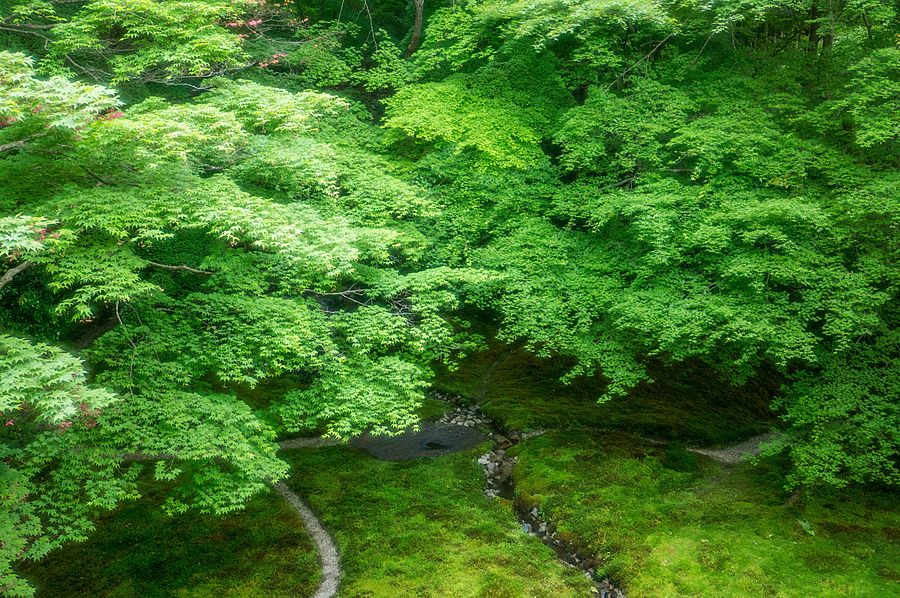 Veduta zen di un giardino giapponese con muschio verde, un ruscello e rami di aceri sovrastanti.