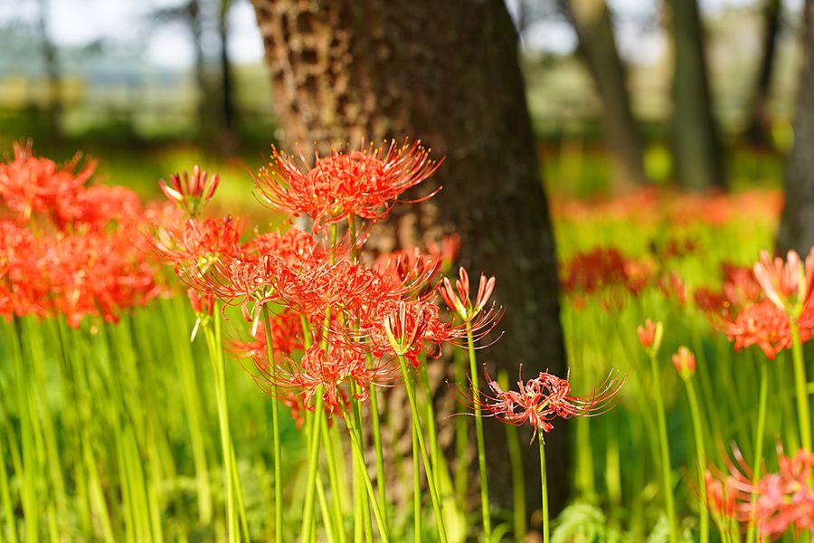 Gigli ragno rossi (Lycoris radiata) in primo piano accanto al tronco di un albero in un parco.