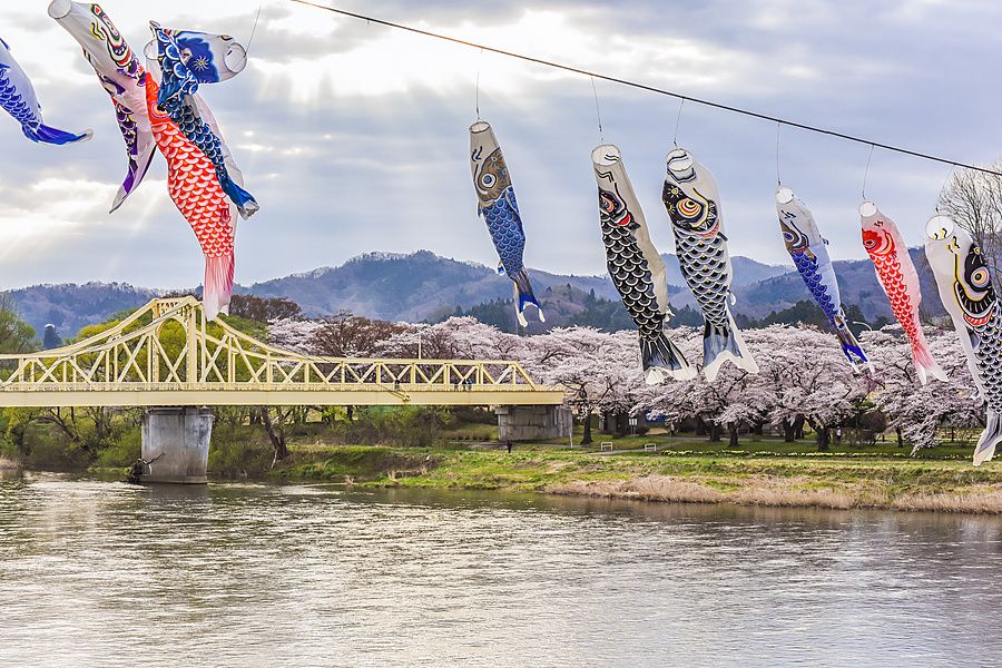 Maniche a vento a forma di carpa appese sopra il fiume Kitakami, con ponte giallo e ciliegi in fiore sullo sfondo.