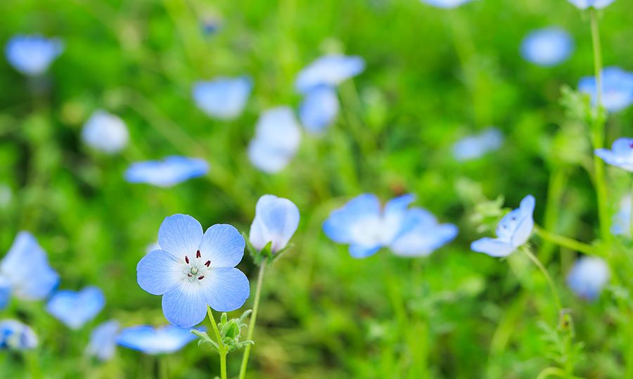Piccoli fiori azzurri di Nemophila con petali delicati in un campo verde in fiore.