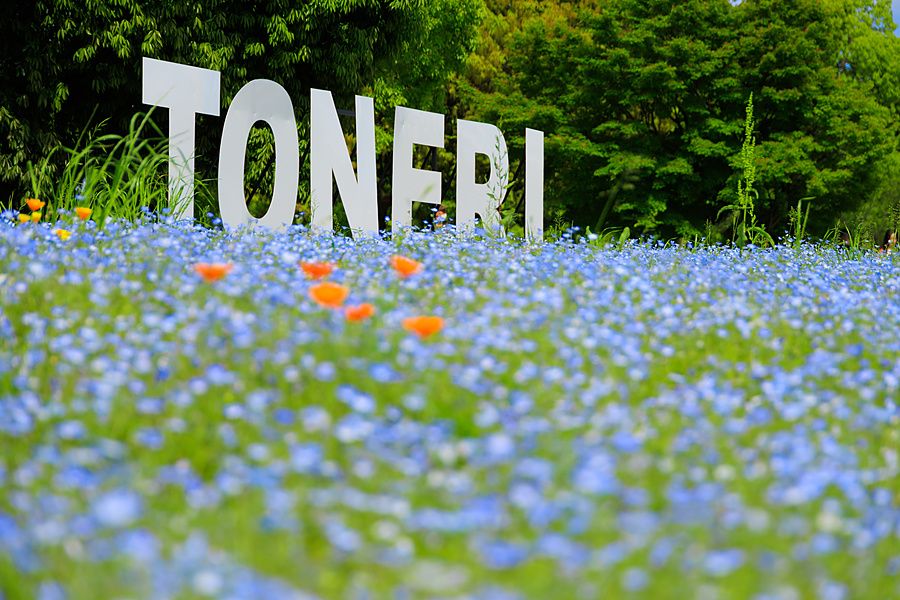 Distesa di fiori blu di Nemophila in primo piano con insegna con la scritta Toneri nel parco.