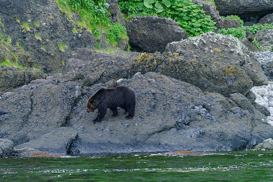 Orso bruno che cammina su una scogliera rocciosa vicino al mare a Shiretoko, Giappone.