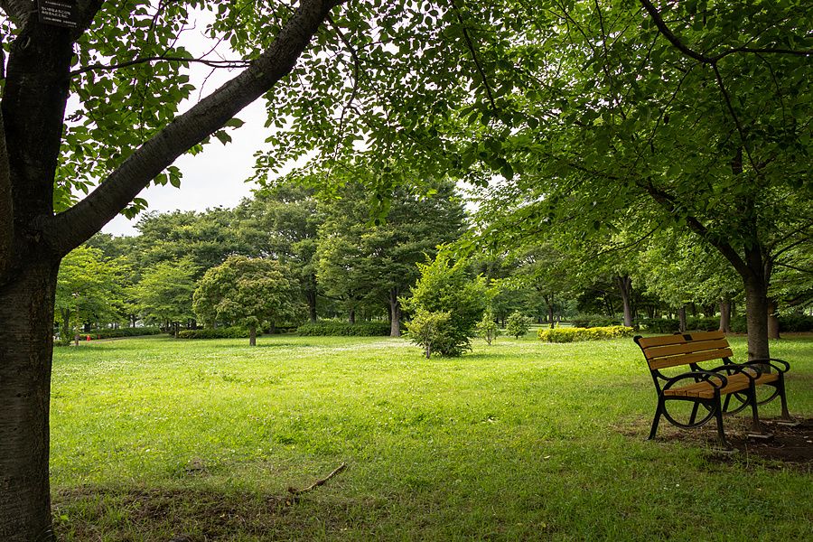 Una panchina in legno e metallo vuota nel prato verde del parco Toneri a Tokyo circondata da alberi in una giornata di sole.