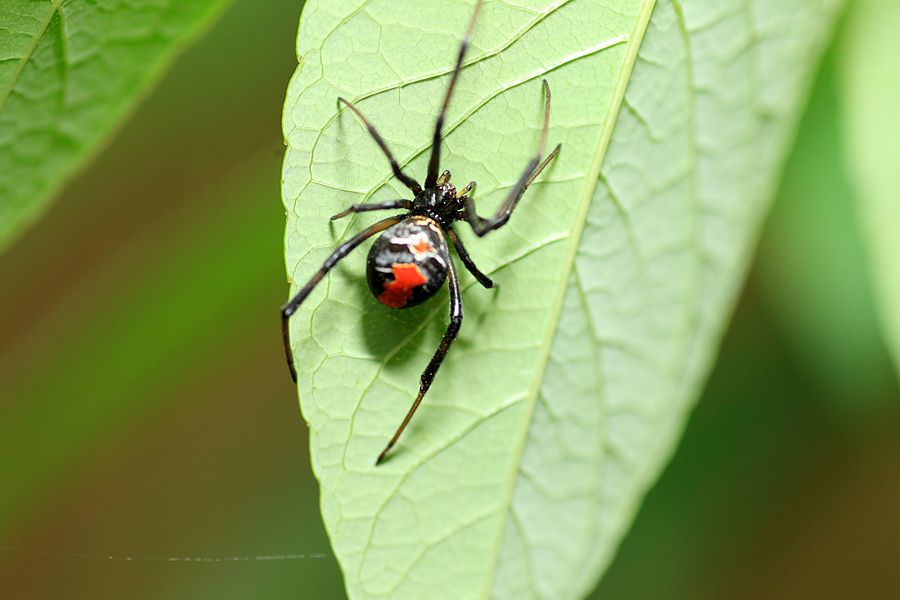 Ragno vedova nera con segno rosso sull'addome posato su una foglia verde.