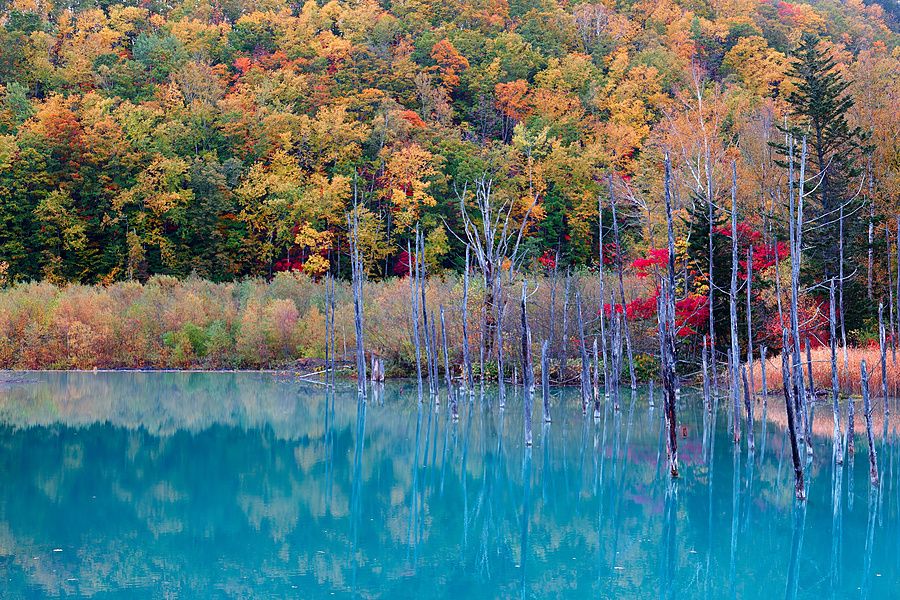 Riflesso di alberi autunnali colorati e tronchi spogli nelle acque turchesi del Blue Pond a Biei in Giappone.
