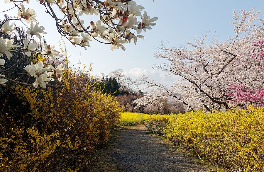 Sentiero immerso nella fioritura primaverile di Hanamiyama Park con fiori gialli, bianchi e ciliegi in fiore.