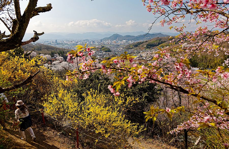 Veduta panoramica di Fukushima dall'Hanamiyama Park in primavera, con una escursionista sul sentiero e fiori di ciliegio.