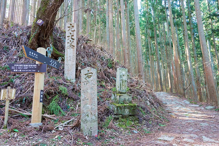 Sentiero acciottolato che si addentra in una foresta con cippi di pietra e segnaletica in legno a Nara, Giappone.