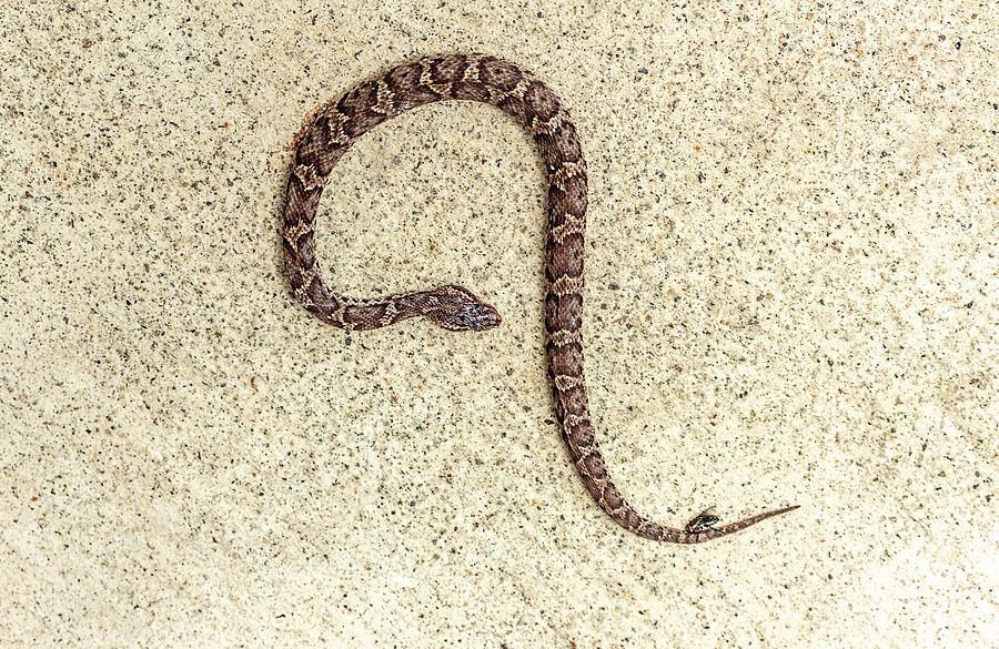 Un piccolo serpente marrone striato giace disteso su un suolo di cemento chiaro granuloso.