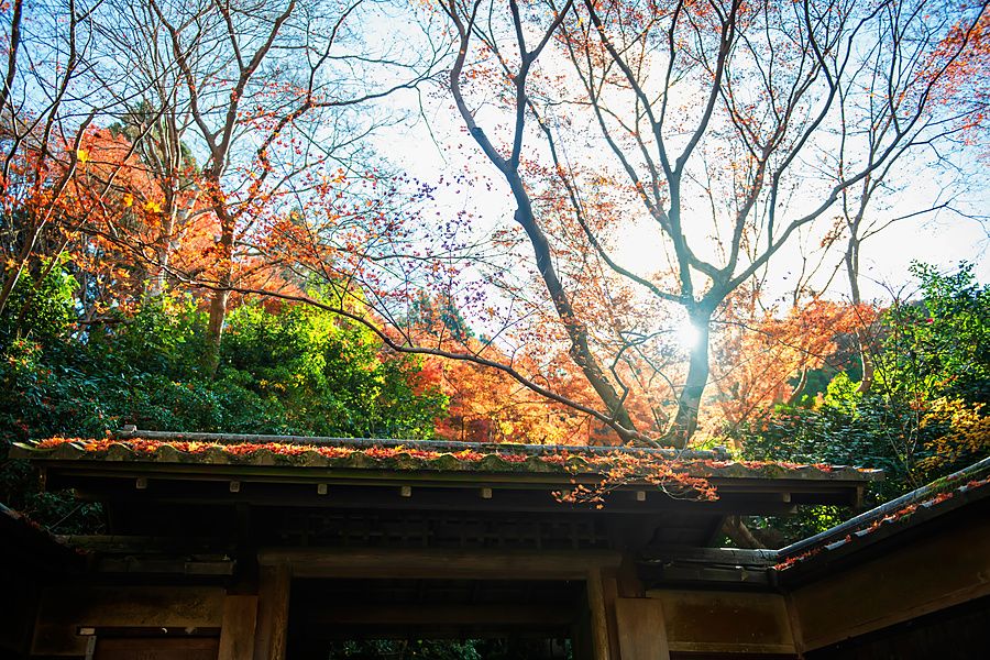 Dettaglio del tetto del tempio Rurikoin a Kyoto coperto di foglie autunnali con alberi colorati sullo sfondo.