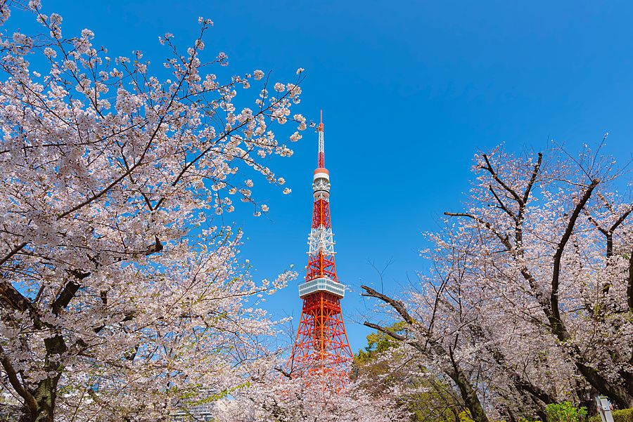 La Tokyo Tower di colore rosso e bianco incorniciata da ciliegi in fiore contro un cielo blu intenso.