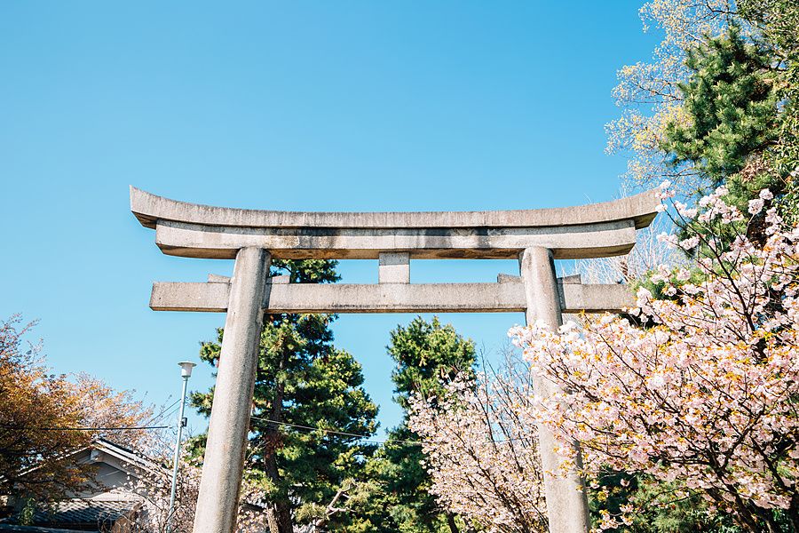 Antico portale torii in pietra circondato da ciliegi in fiore sotto un cielo limpido a Kyoto.